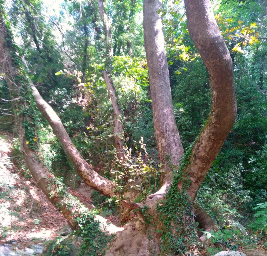 monopati-kentavron-pelion-tree-1