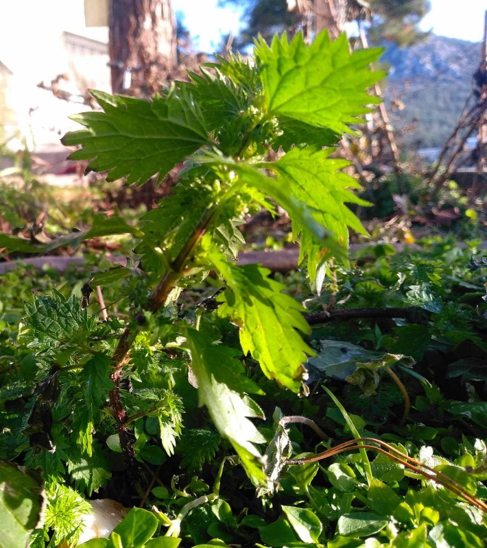 tsuknida_τσουκνίδα